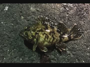 釣り動画ロマンを求めて　26釣目：後半（ふれーゆ裏:夜釣）