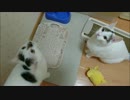 ご飯が待ちきれない猫