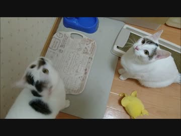 ご飯が待ちきれない猫