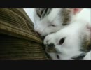 二匹で協力して飼い主の敏○な部分を責め立てる猫