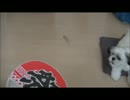 【ししまる 037】 ししまる VS うちわ(仔犬バージョン)