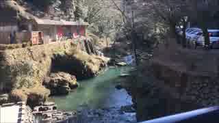 呼んだら川をさかのぼってくる鴨 塩浸温泉 鹿児島県