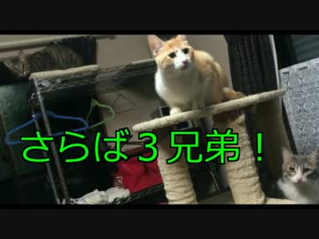 捨て猫3兄弟よ永遠に。3兄弟最後の別れ