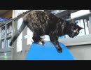 ハプニング総集編　サビ猫あずきのドジと落下の日々