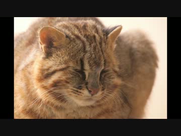 スタンプラリーでお米1年分もらってみたい　対馬編3