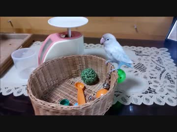 チュン太の日常