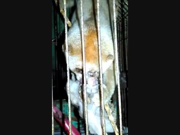 【グロ注意】自分の子供を食べるスローロリス