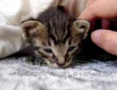 ●ウィと猫2●ねこ飼うことになりました２