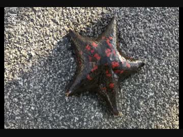 釣り動画ロマンを求めて　27釣目　（杉田臨海緑地公園）