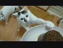 マグロ特盛３段を食べきれないほど食べられる喜びを知ってしまった猫