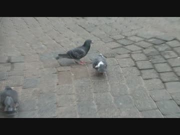 【疑似m@s】鳩パン食う