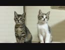 【ねこしまい】001 仔猫の生活（Cat Sister）