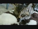 【ねこしまい】003 仔猫の遊び（Cat Sister）