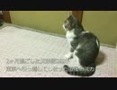 兄弟猫と別れた元捨て猫、めっちゃ落ち込む