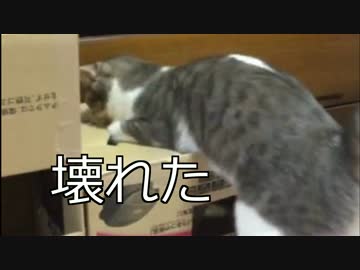 先輩猫から奪ったダンボールを破壊する猫