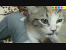 【ねこしまい】006 学びと食事（Cat Sister）