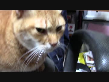 拾いねこ＠生後1675/1642日目　のんびり。