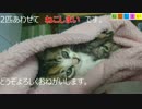 【ねこしまい】007 チャレンジ精神（Cat Sister）