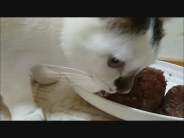 【後編】マグロ特盛３段を食べきれない程食べられる喜びを・・・以下略