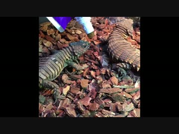 レオパゲルを食べるアルマジロトカゲ