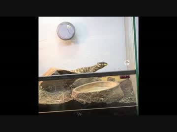 レオパゲルを食べるオオヨロイトカゲ