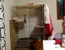【拾い猫】新しい子を拾ったよ。