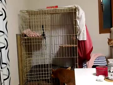 【拾い猫】新しい子を拾ったよ。