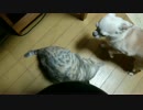 チワワと幼猫