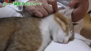 耳掃除にうっとりする猫。