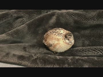 毛布のモフモフとヒメウズラのモフモフが両方合わさり最強に見える