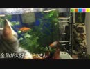 【ねこしまい】009 室内探索（Cat Sister）