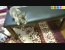 【ねこしまい】010 仔猫の日常2（Cat Sister）