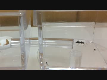 蟻戦争＃93 蟻戦争前哨戦　トビイロシワアリVSクロオオアリ編