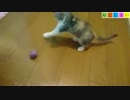 【ねこしまい】012 ボール遊び（Cat Sister）