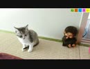【ねこしまい】015 くつろぐ子猫（Cat Sister）