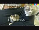 【ねこしまい】017　キャットタワー2（Cat Sister）