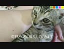 【ねこしまい】018　キョウコさん（Cat Sister）
