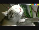 【ねこしまい】019　金魚（Cat Sister）