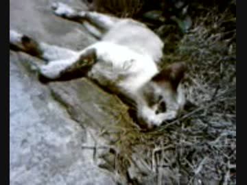 寝ている猫