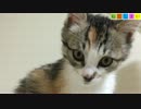【ねこしまい】020　ミカさん（Cat Sister）