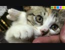 【ねこしまい】021　仔猫の日常3（Cat Sister）