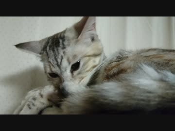 お休み前の幼猫