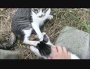 親猫が見てるけど子猫を撫でまくった