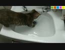 【ねこしまい】022　水あそび（Cat Sister）