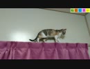 【ねこしまい】023　カーテンレール（Cat Sister）