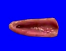 ブギウギ動画の修正によく使われていたBB.mp4