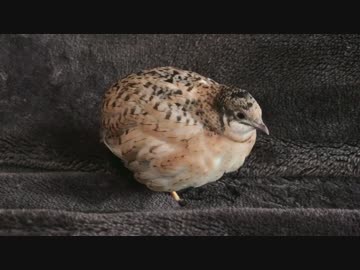 ヒメウズラの散歩