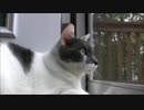 FPSネコ
