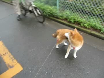 自転車の音に驚く柴犬