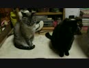【327】ジャン❤︎ポン　低予算で youtube ライブストリーミングする